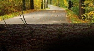 D7JECJ Autumn road with yellow trees