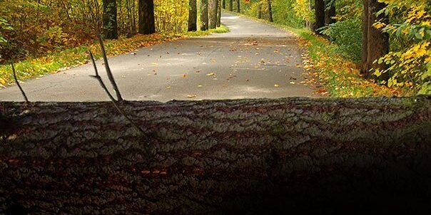 D7JECJ Autumn road with yellow trees